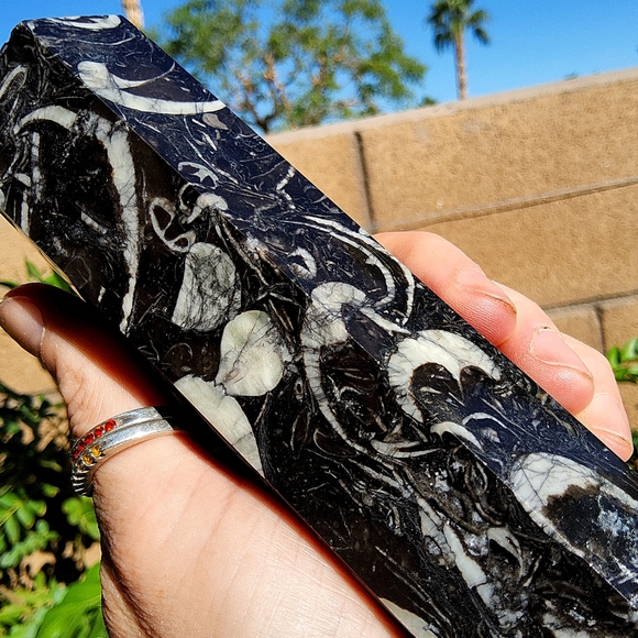 Beautiful & Tall Orthoceras Tower - Picture 16 of 16